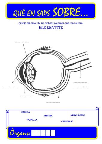 Que saps sobre... Organ-Vista