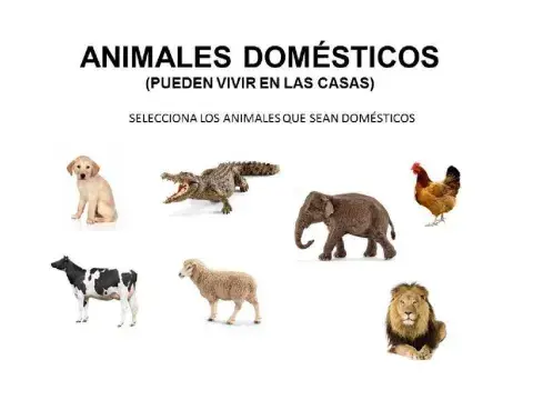 Animales domésticos