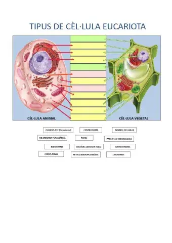 Tipus de cèl·lula eucariota