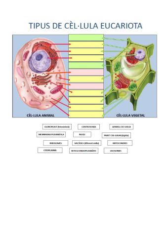 Tipus de cèl·lula eucariota