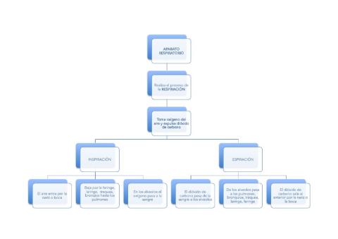 Aparato respiratorio Esquema