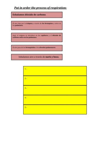 The process of respiration