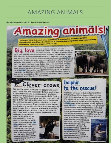 Amazing animals