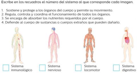Sistemas que integran el cuerpo humano
