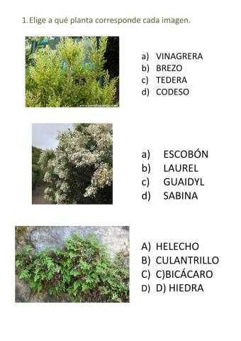 Plantas Canarias