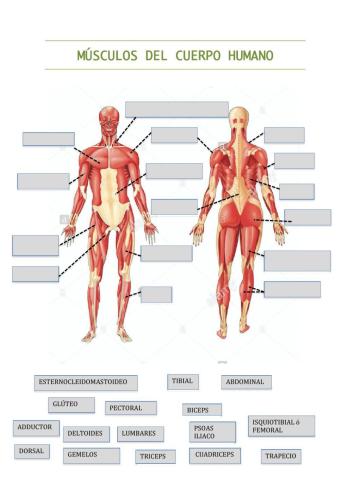 Músculos del Cuerpo humano 2