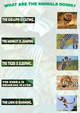 What are the animals doing?