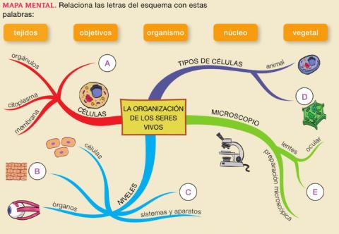 Organización seres vivos