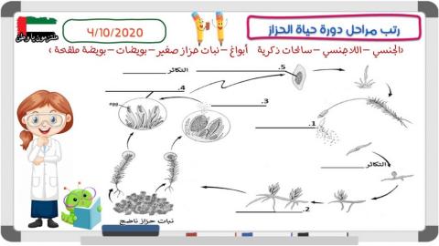 دورة حياة الحزاز