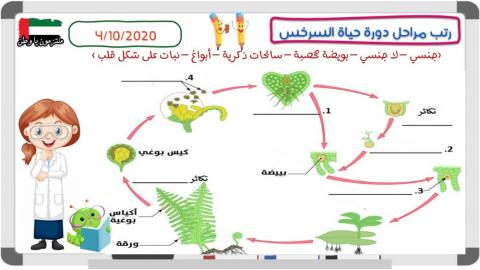 دورة حياة السرخس