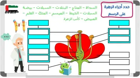 أجزاء الزهرة