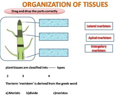 Organization of Tisssues