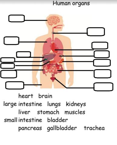 Human Organs