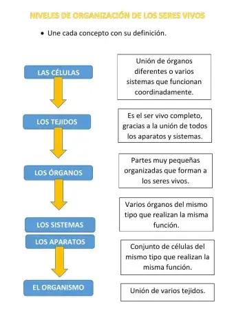 Niveles de organización