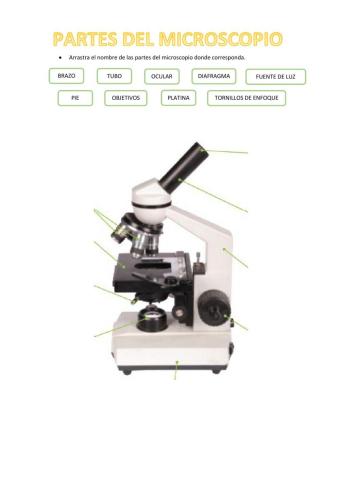 Partes del microscopio
