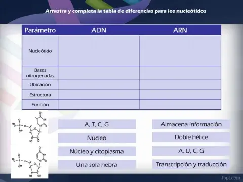 Síntesis de proteínas