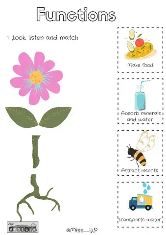 Parts of plants: Functions