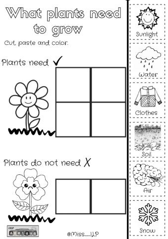 What plants need