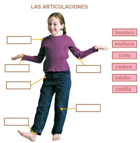 Las articulaciones