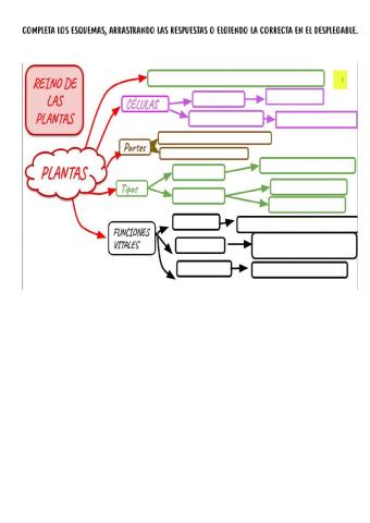 Reino de las plantas y clasificación