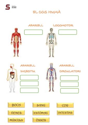 El cos humà