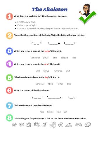 The skeleton