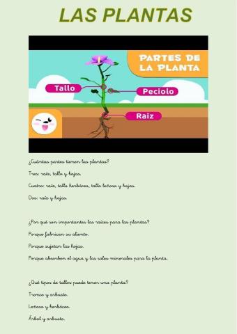 Las plantas