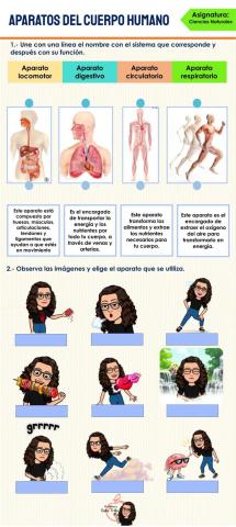 Aparatos del cuerpo humano