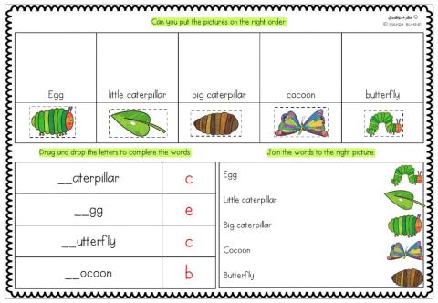The Very Hungry Caterpillar - Lifecycle