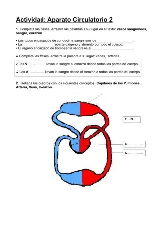 Aparato Circulatorio 2
