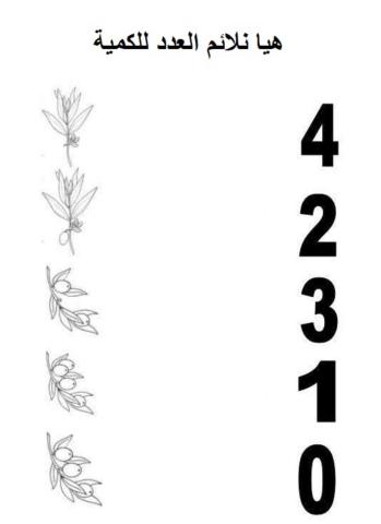 كم زيتونة على كل غصن