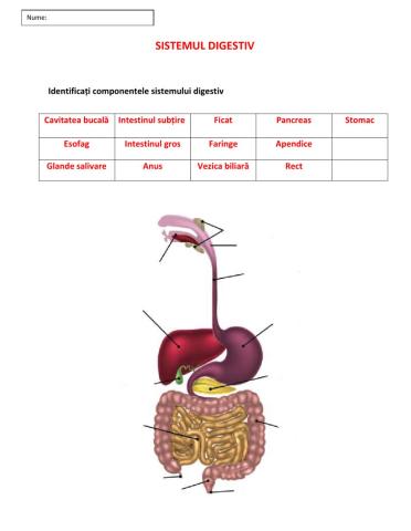 Sistemul digestiv - fisa de lucru