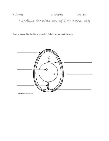 Labeling the Chicken Egg