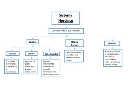 Esquema Sistema Nervioso