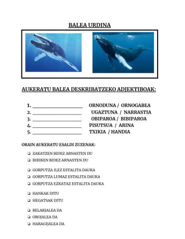 Antartidako animaliak- Balea urdina
