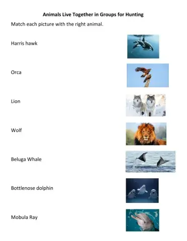 Animals Live in Groups