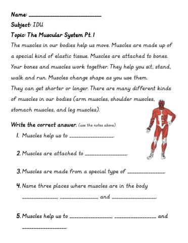 The Muscular System Pt.1