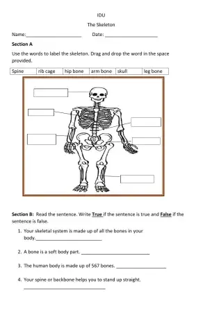 IDU- Skeletal System
