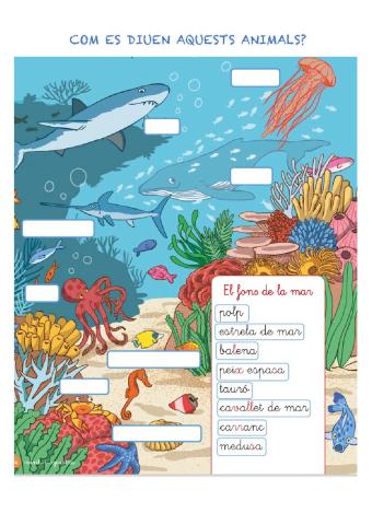 Vocabulari animals marins