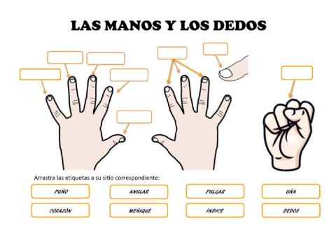 Las manos y los dedos