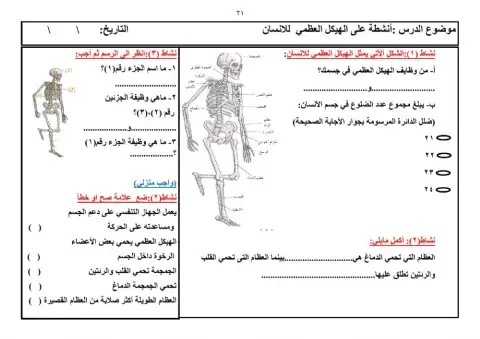 الهيكل العظمي