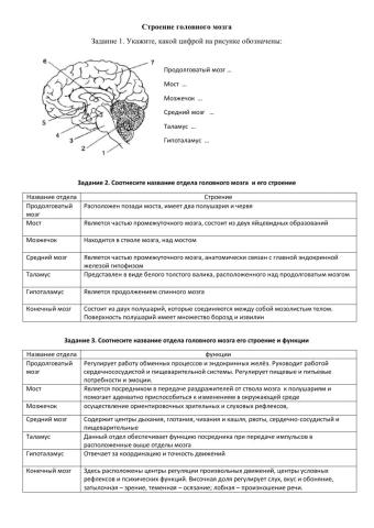 Строение и функции головного мозга