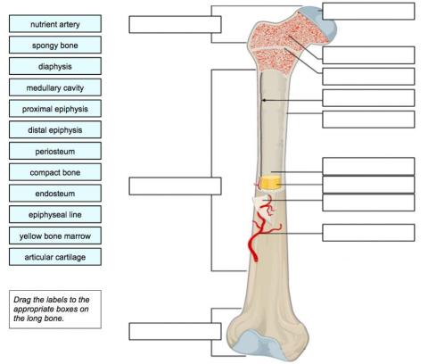 Structure of a Long Bone
