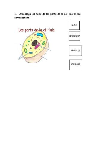 Les parts de la cèl·lula