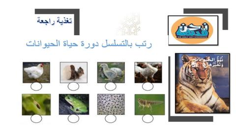 السلسلة الغذائية1