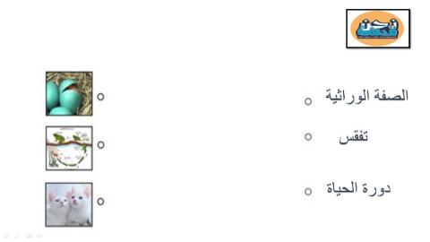 السلسلة الغذائية3