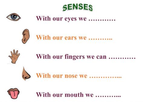 Senses