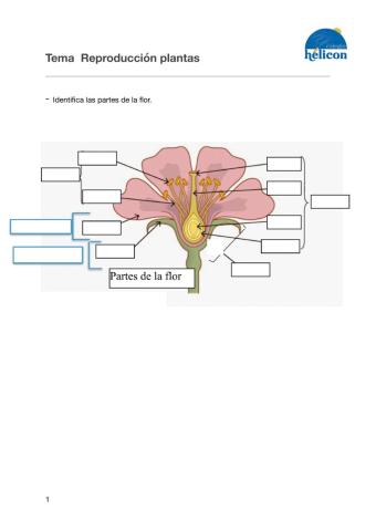 Partes de la flor