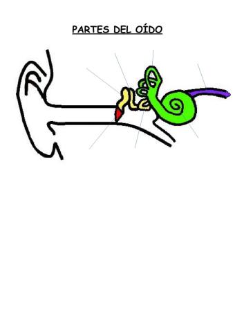 Partes del oído