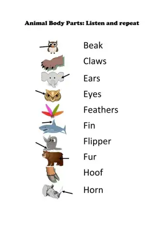 Animal Body parts